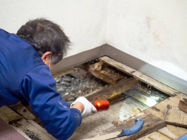 Best Residential Mold Removal  in Dade City North, FL