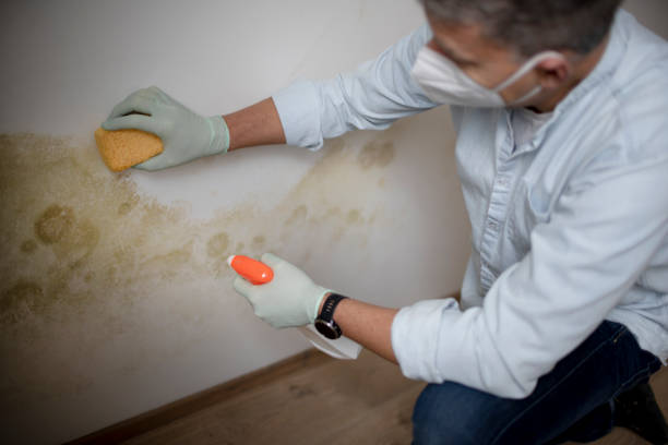 Best Mold Damage Repair  in Dade City North, FL