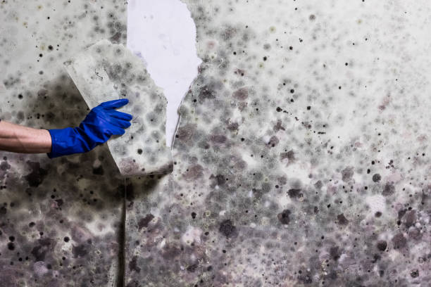  Dade City North, FL Mold Removal Pros