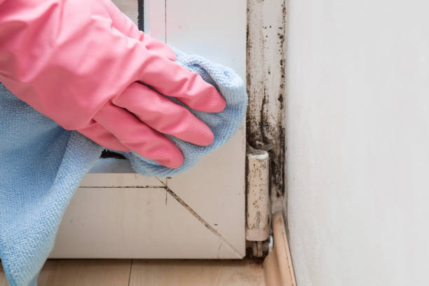 Best Home Mold Removal  in Dade City North, FL